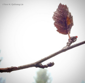 bilde-blogg-53