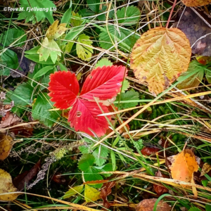 blogg-48